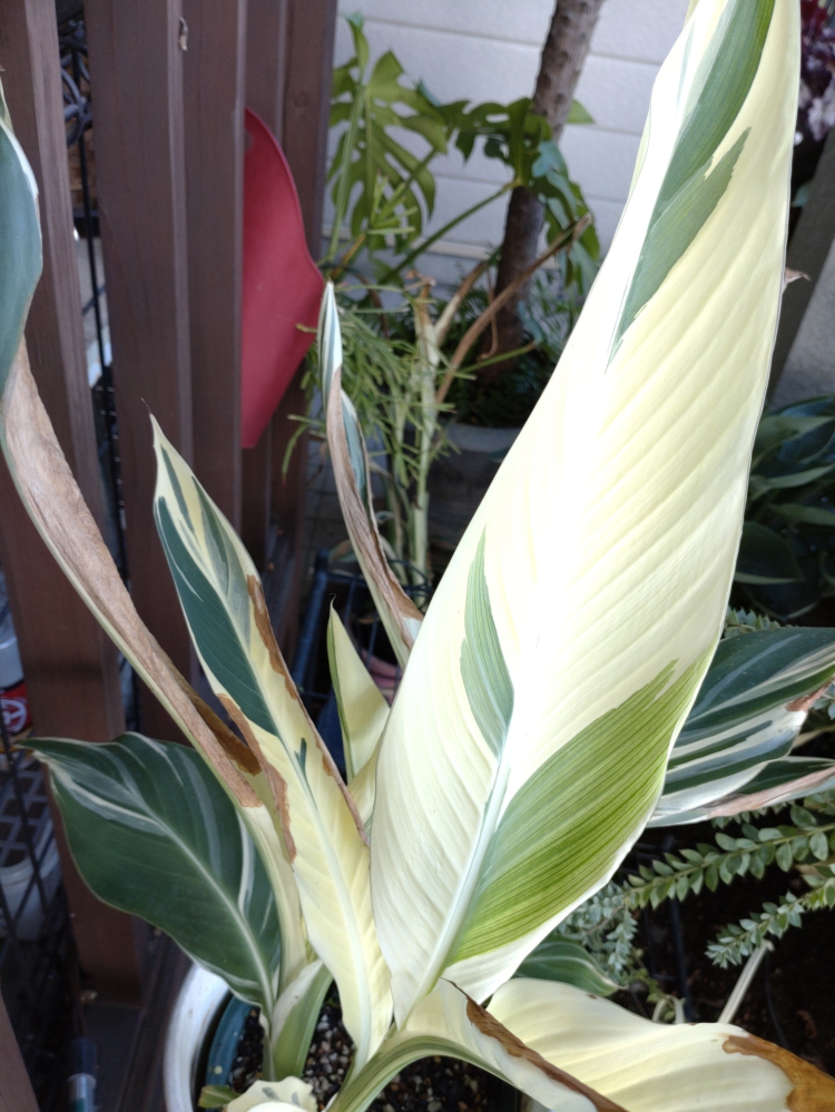 カンナ・シュトゥットガルト。奇麗に育てておられる方はいらっしゃ