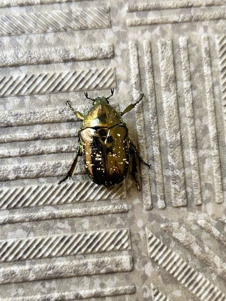 この虫はカナブン？でしょうか？正式名称なんというのでしょうか