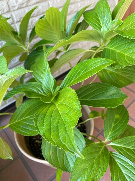 紫陽花の万華鏡について質問です。昨年植え替えをして鉢植えで