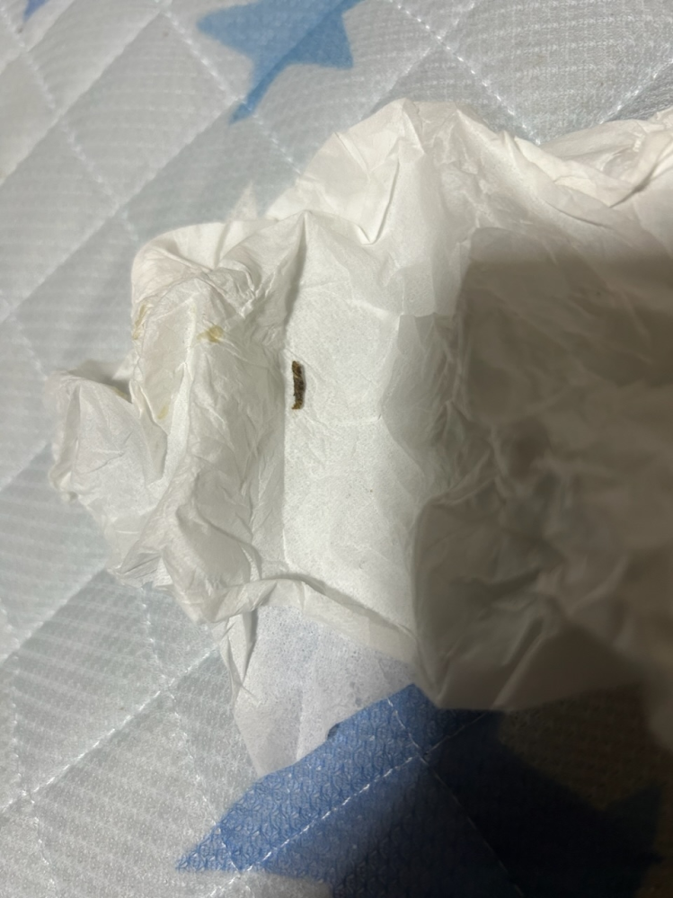 これはゴキブリの糞でしょうか？ 長さは1.5cmほどで臭いはなく、ティッシュで触ると茶色い汁がつきました。