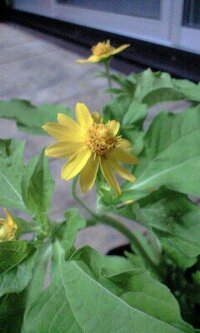 この植物の名前が分かる方 教えて下さい 日々草と同じ値段で売ら Yahoo 知恵袋