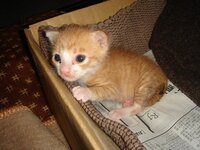 生後2週間過ぎの子猫なんですが 7時間ほど留守にしている間 ミルクを与え Yahoo 知恵袋