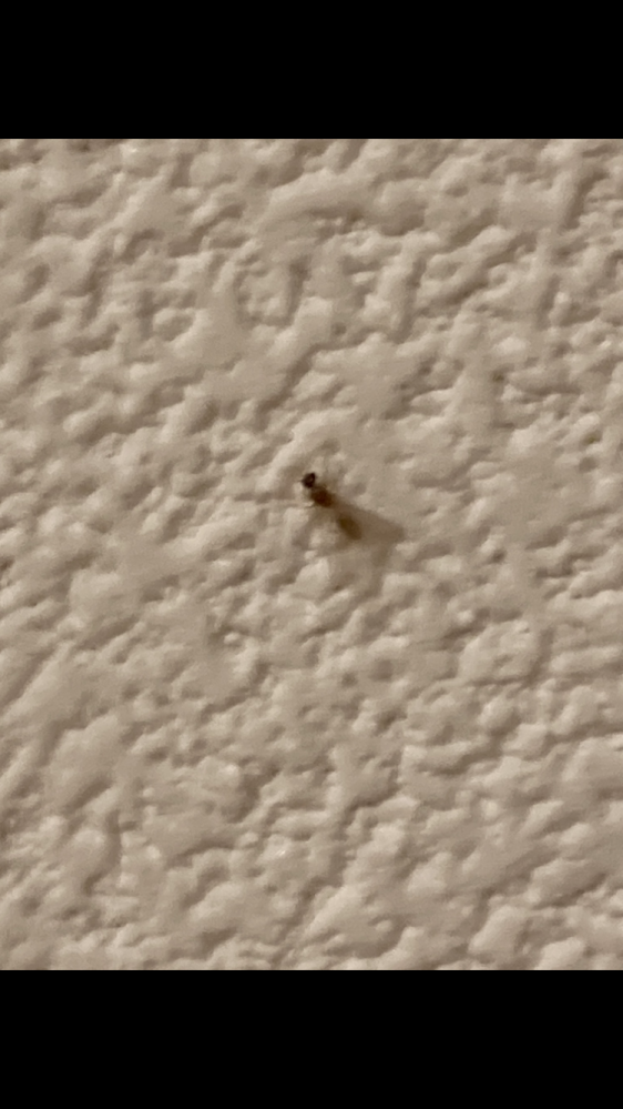 一軒家の寝室（3F）に羽アリが大量発生してしまいました リビング、他の部屋にはまだ見つけてません。 日中は３Fはかなりジメジメした感じになっています。 写真のは白アリに分類されるアリでしょうか？