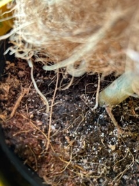 室内で観葉植物を育ててます。
土の表面に白い小さなつぶつぶしたものを発見しましたが、これはカビでしょうか？または白絹病でしょうか？ 