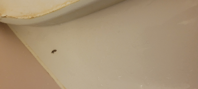 家のお風呂場にいたこの虫なんですか 本来家にいるものなんですか？ ちなみにお風呂の浴槽のなかにも同じようなやつが一匹いました 結構気持ち悪いです