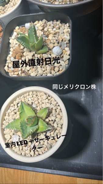 イタリアメリクロン株として売られていたアガベを6月末に購入し イタリアメリクロン株として売られていたアガベを6月末に購入し