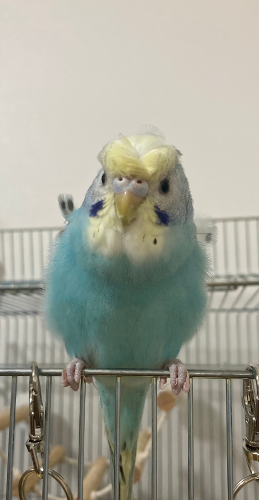 羽衣セキセイインコ、4ヶ月です。この写真から性別はわかりますか？よかった... - Yahoo!知恵袋