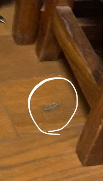 至急です この虫が家に出てきたんですけど何の虫か分かりますか？ゴキブリよりちょっと小さいサイズです