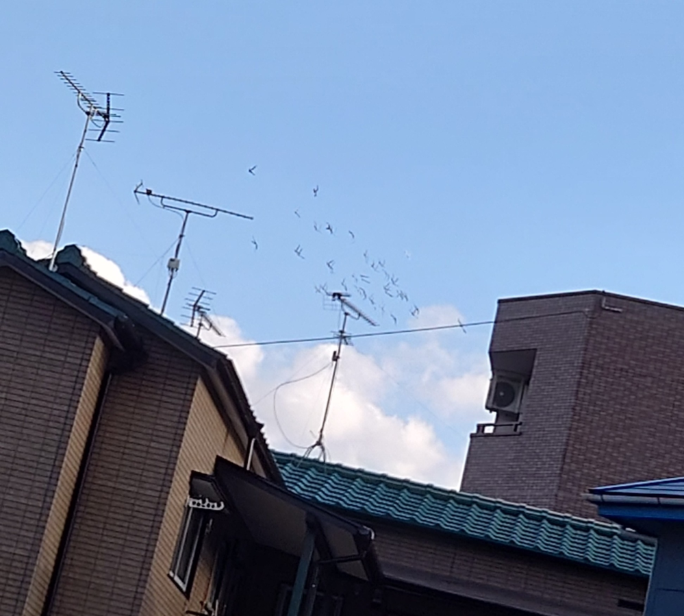 鳥に詳しい方に質問です私が外に居ると、鳥の集団がずっとグルグル同じ