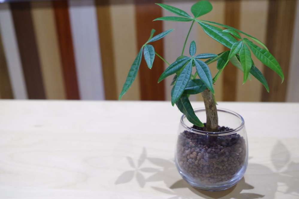 パキラの幹を短く太く、写真のようにハイドロカルチャーで育てたいんですが、どのように育てたらこうなりますか？ 芽吹いて間もない、数㎝の実生苗を買いました。 これからハイドロカルチャーで育てていきたいんですが、幹が短く太くなる方法を教えてください。 一定以上の長さになったら、ばっさり上部を幹ごと剪定していけば太くなっていくでしょうか。