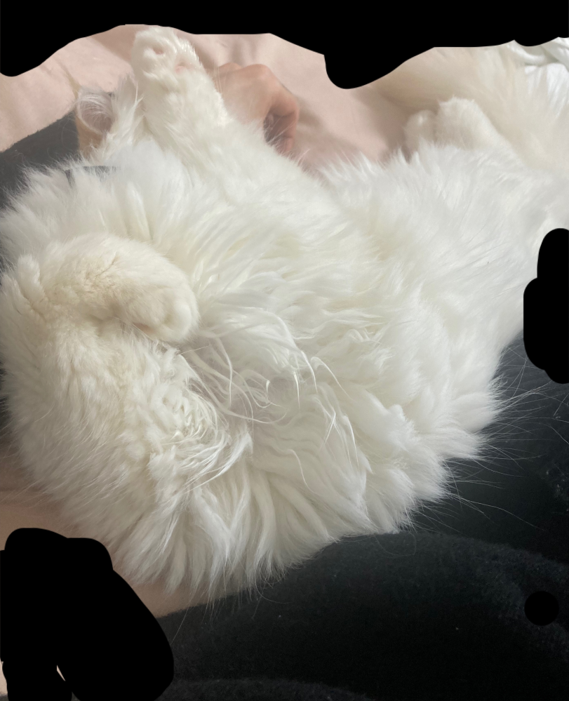 3ヶ月前に飼った猫が最近になってベッドで横になっていると腕の横にきて写真のような体制で寝るようになったのですがこれは信頼されてる証拠ですか？