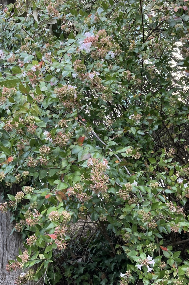 遠くから撮影したので細部が分かりにくく断定出来ないかもしれませんが、この花の種類は一体何でしょうか？ 最初、同じ場所に金木犀が咲いているので銀木犀だと長い間思っていたのですが、調べてみると花の形が違うようなと思い更に柊木犀という種類もあると出てきて、挙句これを写真検索にかけると百日紅だったりアベリアだったりと複数出てきました 木犀ですらない可能性が出てきて混乱しています。花に詳しい人がいたら教えて頂きたいです