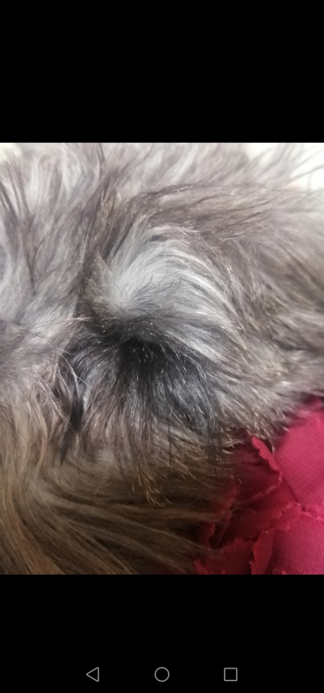 ミニチュアシュナウザーの毛色について 生後５ヶ月の子犬ですが、目の周りの毛先だけ白いです。まつげも毛先だけ白いのですが、なぜでしょうか。ホコリが付いているように見えて、気になります…