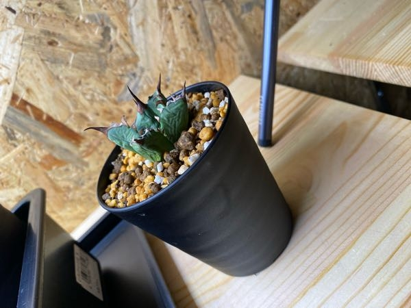 アガベ初心者です。チタノタの発根済み抜き苗を購入後土に植えて室