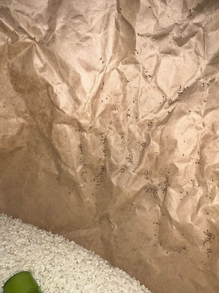 お米にめっちゃ虫湧いちゃったんですけど、食べても大丈夫ですか？
2週間くらい綺麗に洗って食べてます。 