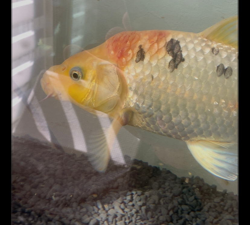家で飼っている鯉がいつの間にか頭の辺りを膨らませて赤くなってしまって、どのような状態なのか、またはどうすれば良いですか？ 有識者の方ご返信よろしくお願いします。