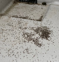 ベランダに大量の虫の死骸
この虫はなんですか？
なぜ、こんなに大量に死んでいるのか？
また、なにか対策はありますか？ 