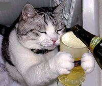 猫ちゃんは 口の上がプックリ膨らんでるのが好きですか それとも スッキリ Yahoo 知恵袋