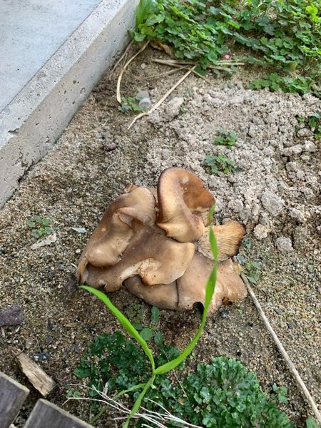 家の中庭にキノコが生えています。 なんのキノコかわかりませんか？ 食べられますか？