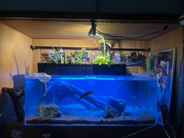 観葉植物とアクアリウムについてです！現在120センチ水槽を押し 