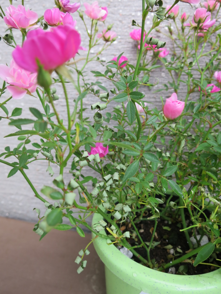 １週間前に買ったミニ薔薇（４号）の葉っぱがクルンと巻いてきました。 水遣りはほぼ毎日していますが水が足りてないのでしょうか？ 土はぜんぜん乾いてなく湿っています。 これ以上やり過ぎたら根腐りしないか心配です。 ラベル裏には花が終わってから一廻り大きい鉢に植え替えるよう注意書きがありますが、終わるのを待たずに植え替えた方が良いのでしょうか？