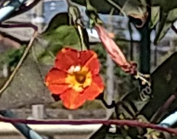 この花の名前は何でしょうか。10月に見ました。フェンスに朝顔のように巻きついていました。オシロイバナに似ていて、花の直径は2cm以内で小さいです。