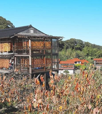 松江市東出雲町の畑地区と言う所は
干し柿が名産だと聞きました。
何故この地区は
干し柿を作っている家が
多いのですか？ 