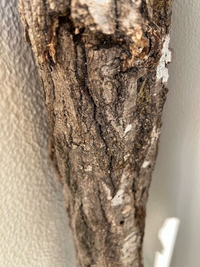 この木はクヌギの木であっていますか？それともコナラの木でしょうか？ 