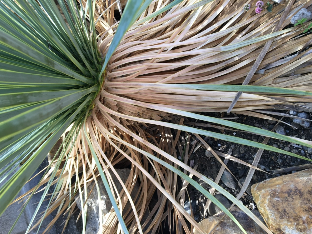 ユッカロストラータについて質問です。地植えして2年ほどになる ユッカロストラータについて質問です。地植えして2年ほどになる