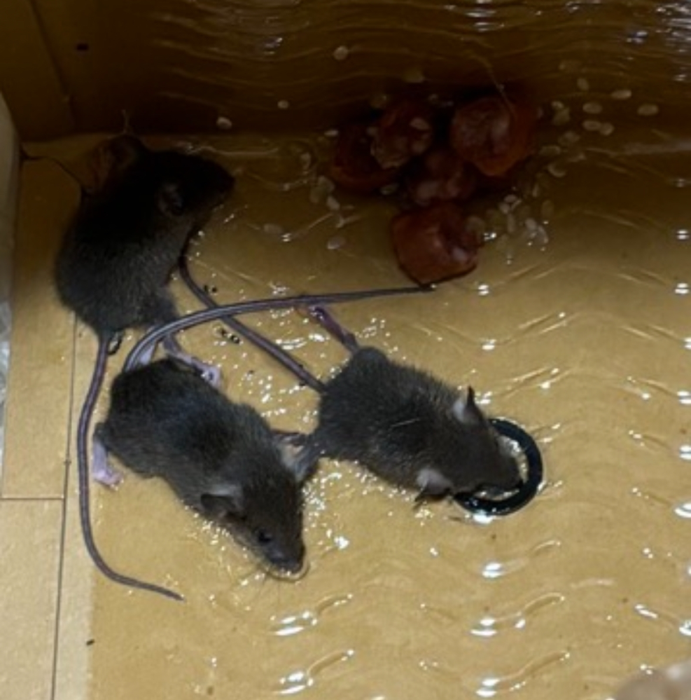 これはハツカネズミで間違い無いですか？ 耳が大きめ、体長は50-56mmくらいです。