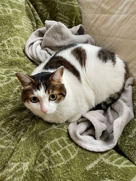 かれこれ11年飼っているオス猫ですが、猫を飼い始めた友人から、雄で三毛猫だよね！と言われましたが、三毛猫、オスとか気にして飼っていなかったので、調べたら三毛猫のオスは珍しいと出てきました。 この子は白が多いので、とび三毛？って部類になるのかわからないのですが、詳しい方教えて下さい。