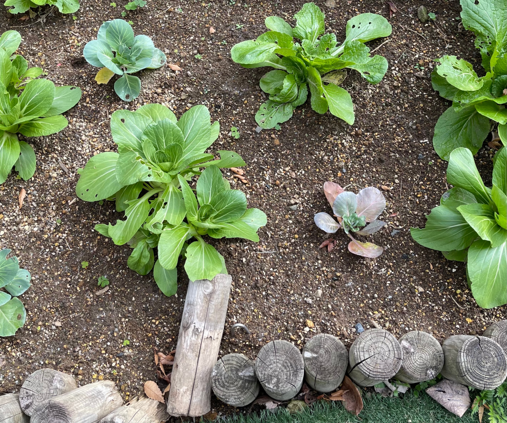 今年９月頭に、白菜、キャベツ、青梗菜の 苗を庭に植えました。 写真の様な状態なんですが、 食べ頃？収穫時期はいつ頃でしょうか？