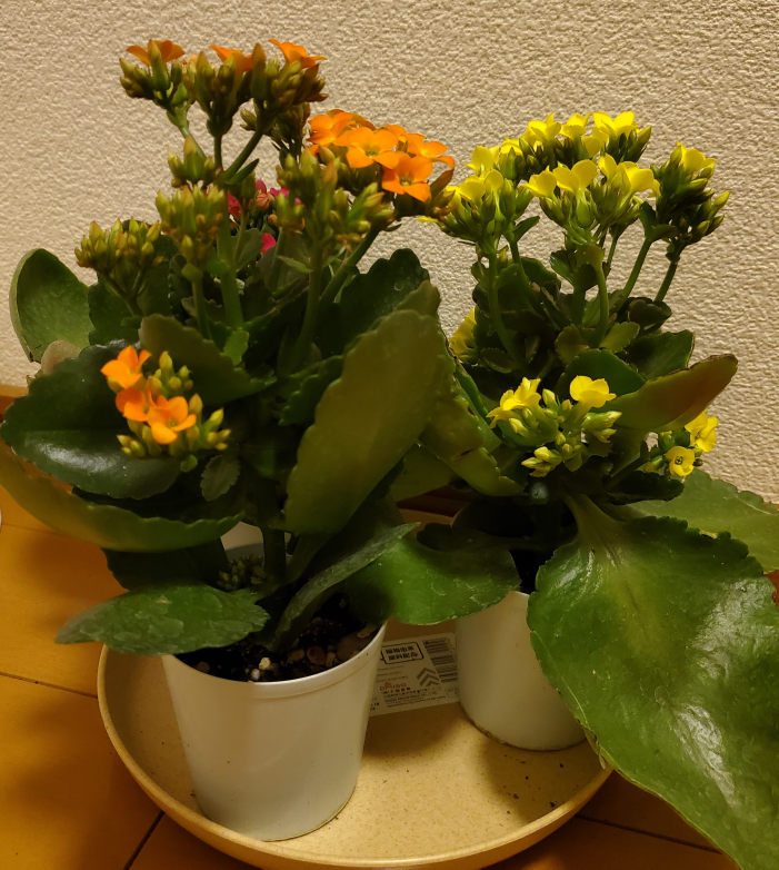 育てやすい花とのことだったので"カランコエ"を購入しました。 小さいプラスチックの鉢に植わっていたので、少し大きめの鉢に植え替えようと思って 新しい鉢や土などをネットで調べて準備。 さっそく植え替えようと思っていたのですが、11月半ばを過ぎたこの時期は、カランコエの植え付け・植え替えの時期ではないのでやめたほうが良い…という動画を見ました。 植え替えの時期ではないので、できれば植え替えしない方が良いのだとは思います。 ですが、あまりにも小さく頼りないプラスチック鉢なので少し大きめの鉢に植え替えた方が良いと思ったのですが…どうなのでしょうか？ 花の苗を購入した時期が植え替えの時期からずれてしまっているので、どうすれば良いのかと悩んでいます。 基本的な事なのかもしれないですが、ガーデニング初心者なので分からないことだらけです。 カランコエに限らず、他の花でも同じような事が今後でてくると思うので花の苗購入後の植え替えについて、いろいろ教えてください。よろしくお願いします。 あと、黄色の花の下の葉がとても大きいのですが、バランスも悪いので切ってしまっても問題ないでしょうか？