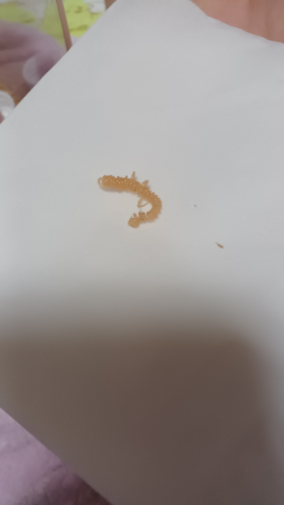カマキリを飼育しているのですが、これってなんでしょうか？ 突然土の上に置いてありました。 固いです。脱皮でしょうか？ 脱皮だとしたら、こんなにネジネジしているものなのでしょうか？