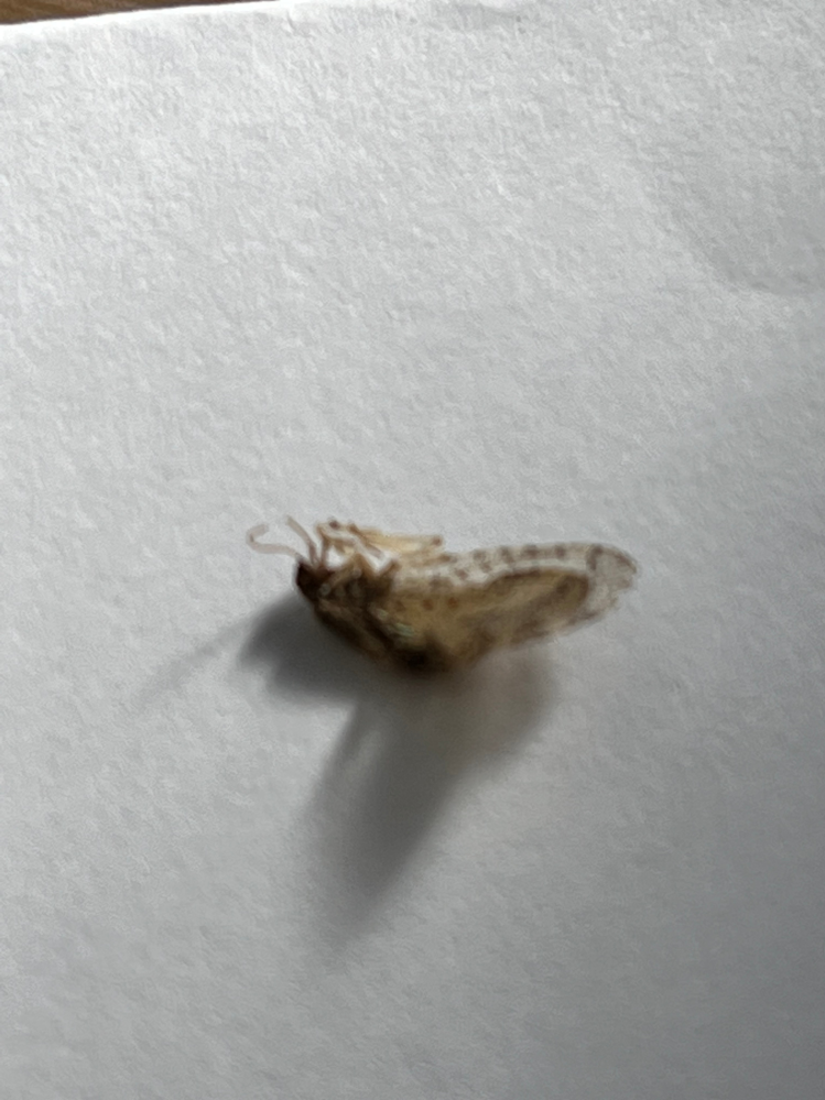 これは何の虫の死骸でしょうか？ 真空圧縮されて届いたマットレスを 広げていたあたりにいたので 心配です。 5ミリ程の大きさです。 お分かりになる方 教えてください。