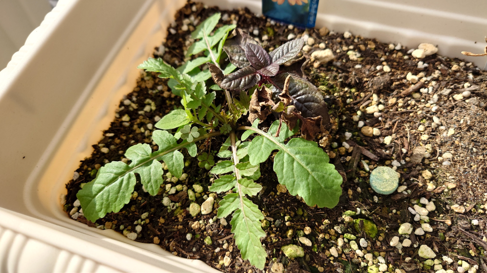 この緑の植物はなんでしょうか？ ヘリオプシス ブリーディングハーツの苗を買い、プランターに植えたところ、2ヶ月ほどしてそれではないような植物が脇から生えてきました。