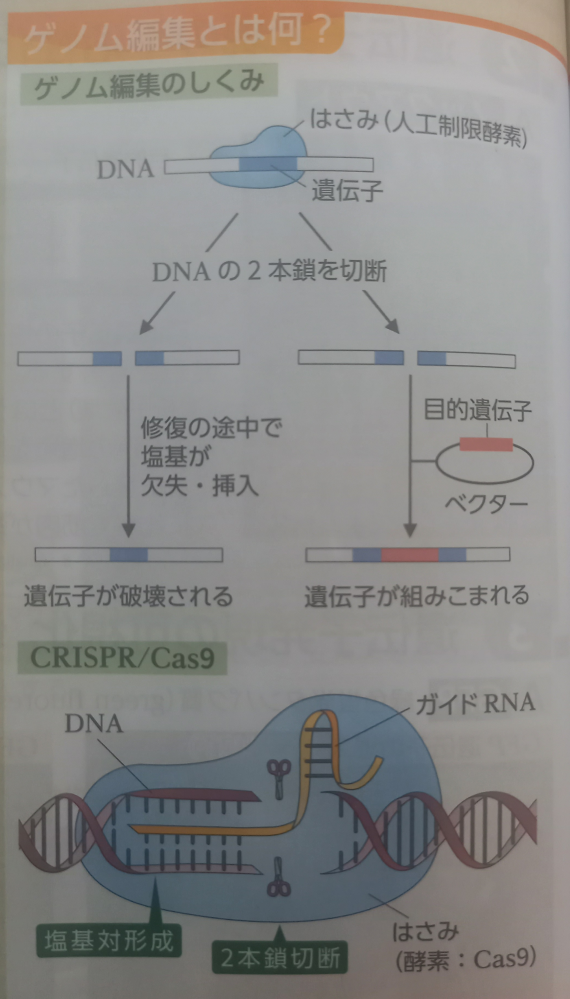 ゲノム編集について よくネットで調べると、ゲノム編集は狙った箇所を編集して改編する技術と書いてありますが、狙った箇所をクリスパーキャスナインで切断して、特定の遺伝子を組み込むこともゲノム編集に入りますよね？