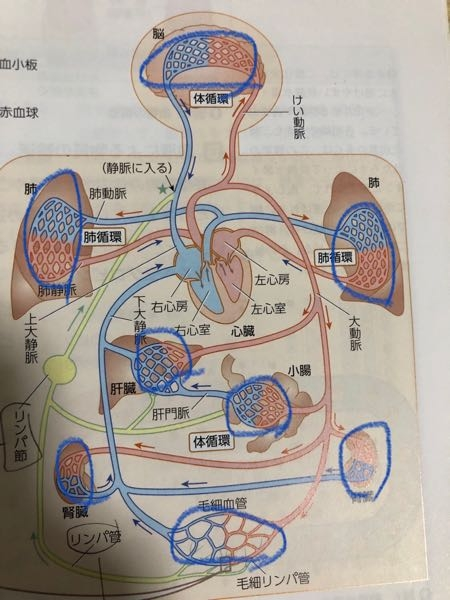 人の循環系の写真です。 青丸のところ(網状になっているところ)が毛細血管ということで良いでしょうか？