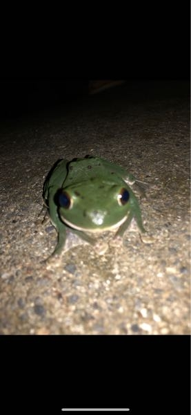 夏に下田で見つけたのですが、なんというカエルですか？