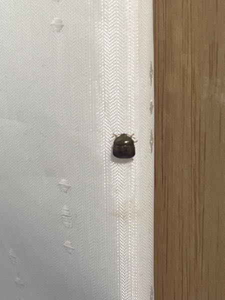 家のカーテンについていたのですがもしかしてこれって最近話題のダニですか？わかる方回答お願いします。