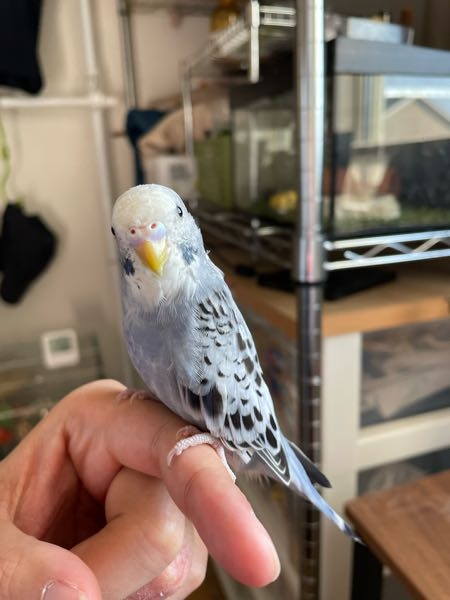 「nishida_higashi セキセイインコ」 先日、ペットショップで新しくセキセイインコをお迎えしたのですが、カラーについては何も記載されていない子でした。ペットショップの店員さんも判断が難しいと言っていました。 グレーのようなパープルのような色合いなのですが、この子のカラーは何色になるのでしょうか？