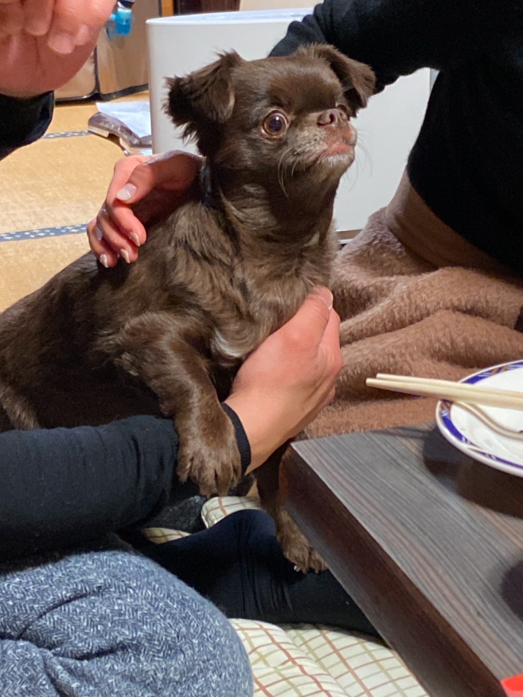 叔母の家にいる犬で、叔母曰くチワワらしいのですが、チワワに見えません…なんかの雑種…？とかなんですかね…なんの犬に見えますか…？