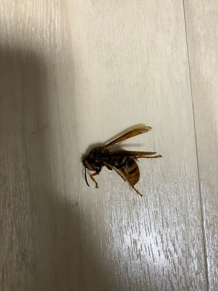 今朝、ハチに刺されました。 添付している写真のハチです この写真のハチの名前を教えて下さい 見えずらいですが、よろしくお願いします