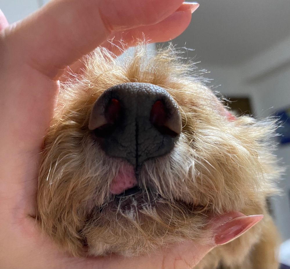 愛犬の鼻の下、脱毛と炎症 先ほど、愛犬の鼻の下が画像のような症状になっていることに気付きました。 すぐに明日の午前中に病院の予約をしましたが、腫瘍だったらどうしようと色々不安になり質問させて頂きました。 どなたか同じような症状を経験された方いらっしゃいませんか？