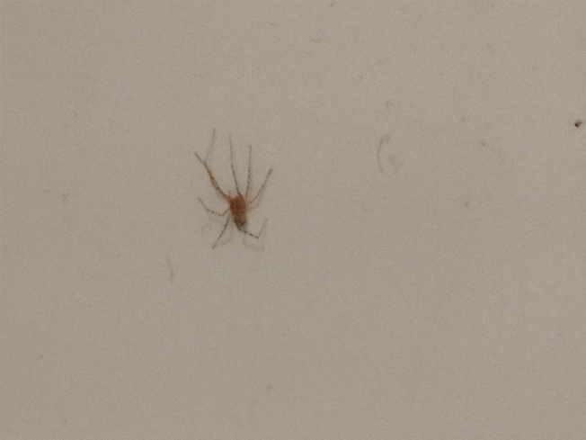 このクモの名前は何ですか？ お風呂場にいたんですが 出してあげた方がいいですかね？ 壁を登っては落ちてを繰り返してました