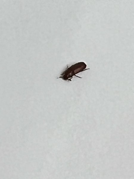 天井から虫が落ちてきました。 これは大丈夫な虫でしょうか？