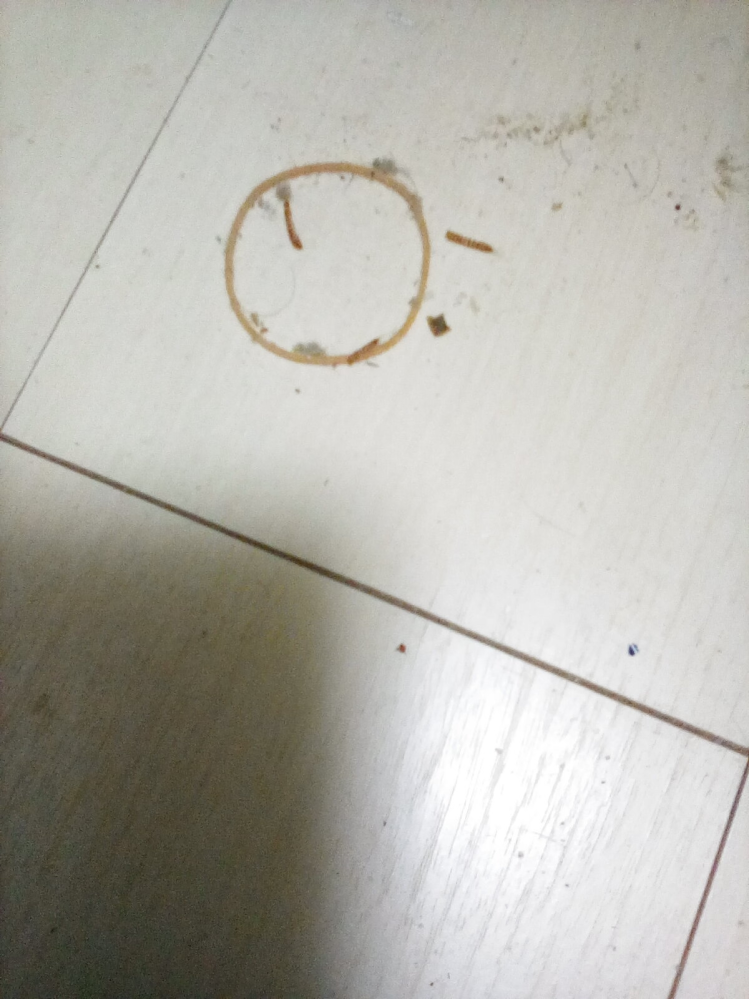 家具の下等で見つけたこの虫の名前を教えてください(画像あり) 大きさ 1cm弱 形状 細長い 色 茶色のシマシマ 備考 埃、皮膚片等が溜まった家具の下で死骸(？)となって発見されます。動いているところを見たことはありません。掃除をする度に数匹単位で見つかることもあります