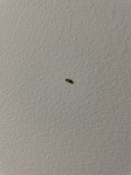 家に突然現れるこの虫ってなんですか？コバエの幼虫とかでしょうか？