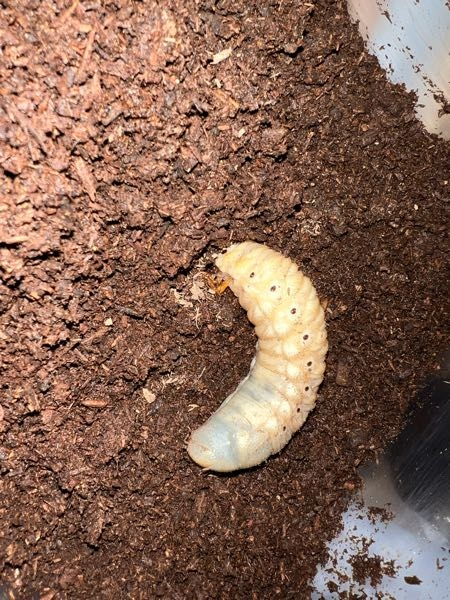 この画像のヘラクレスオオカブトが元気がないです。 半年前に飼ってからサイズもほとんど変わらないです。土は食べてるみたいで、ウンチはしてます。 土の上に置いたらゆっくり潜っていきましたが、以前よりも遅くて元気がなさそうです。 死んでしまいますかね。。何かできることはありますか？