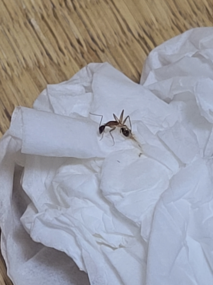 至急!! 寝室の畳間にでかい蟻が単独でチラホラ出てきます(T_T) 1.5cm?くらいでしょうか（泣）電気をつけたら足が早くなり、電気を消すと出てきます。怖くて眠れません(;_;) これはどのような種類でしょうか?